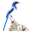 Bluejay